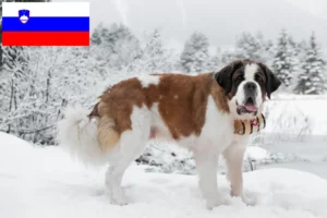 Read more about the article Hodowcy i szczenięta Saint Bernard w Słowenia