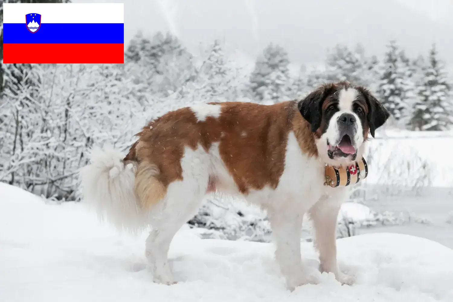 Szczeniaki i hodowcy Saint Bernard Słowenia Tutaj możesz znaleźć hodowców Saint Bernard w Słowenia.