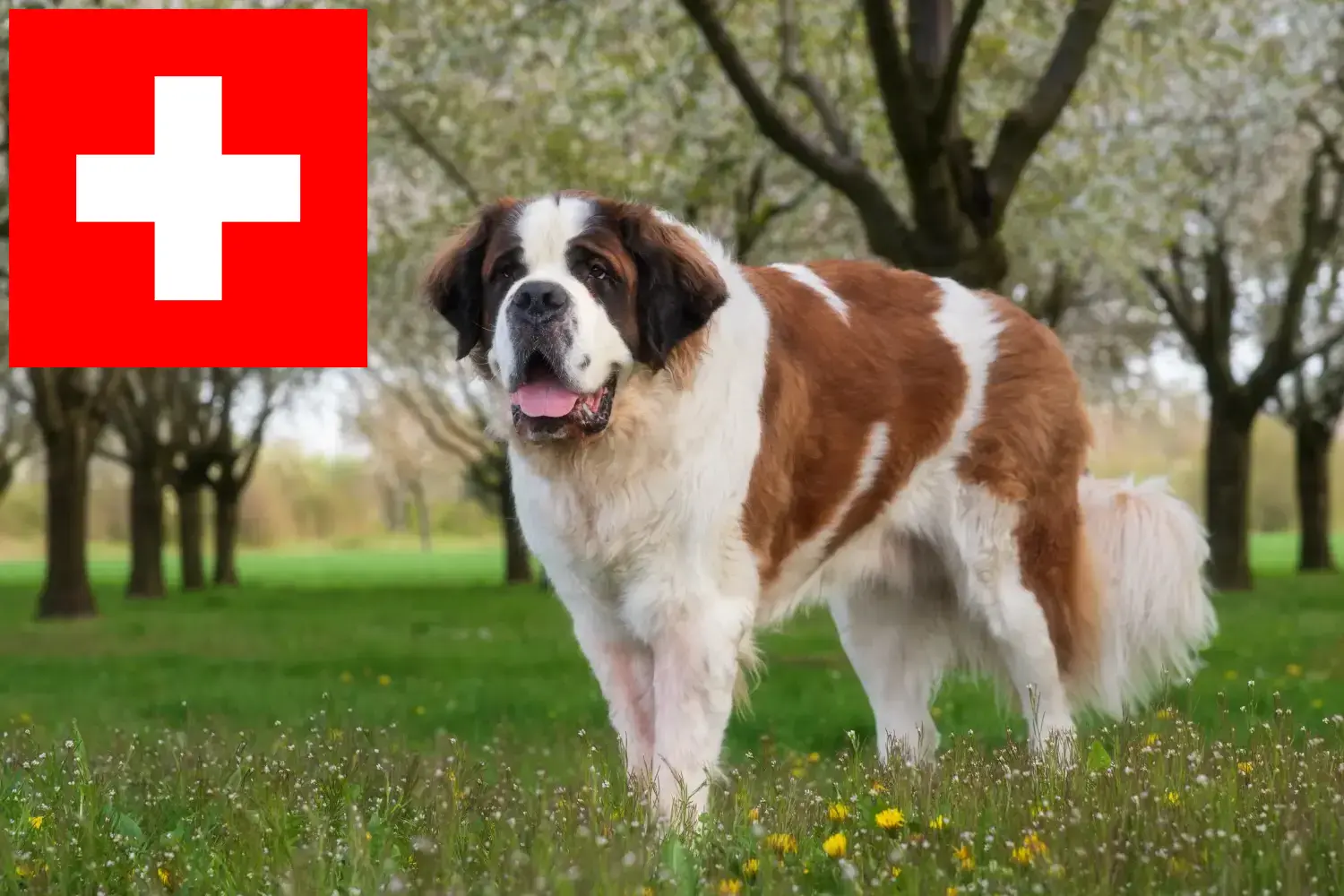 Szczeniaki i hodowcy Saint Bernard Szwajcaria Tutaj znajdziesz hodowców rasy Bernardyn w Szwajcaria.