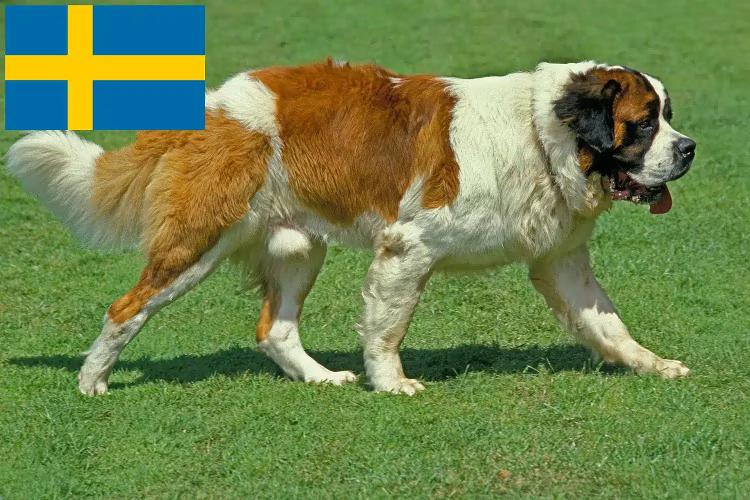 Szczeniaki i hodowcy Saint Bernard Szwecja Tutaj znajdziesz hodowców rasy Bernardyn w Szwecja.