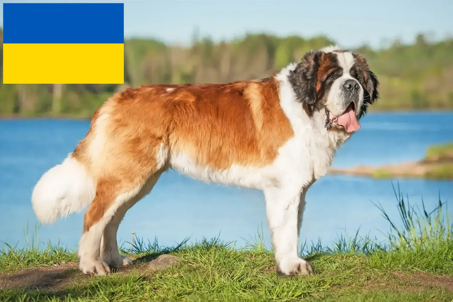 Bernardyn szczenięta i hodowcy Ukraina Tutaj znajdziesz hodowców rasy Bernardyn w Ukraina.