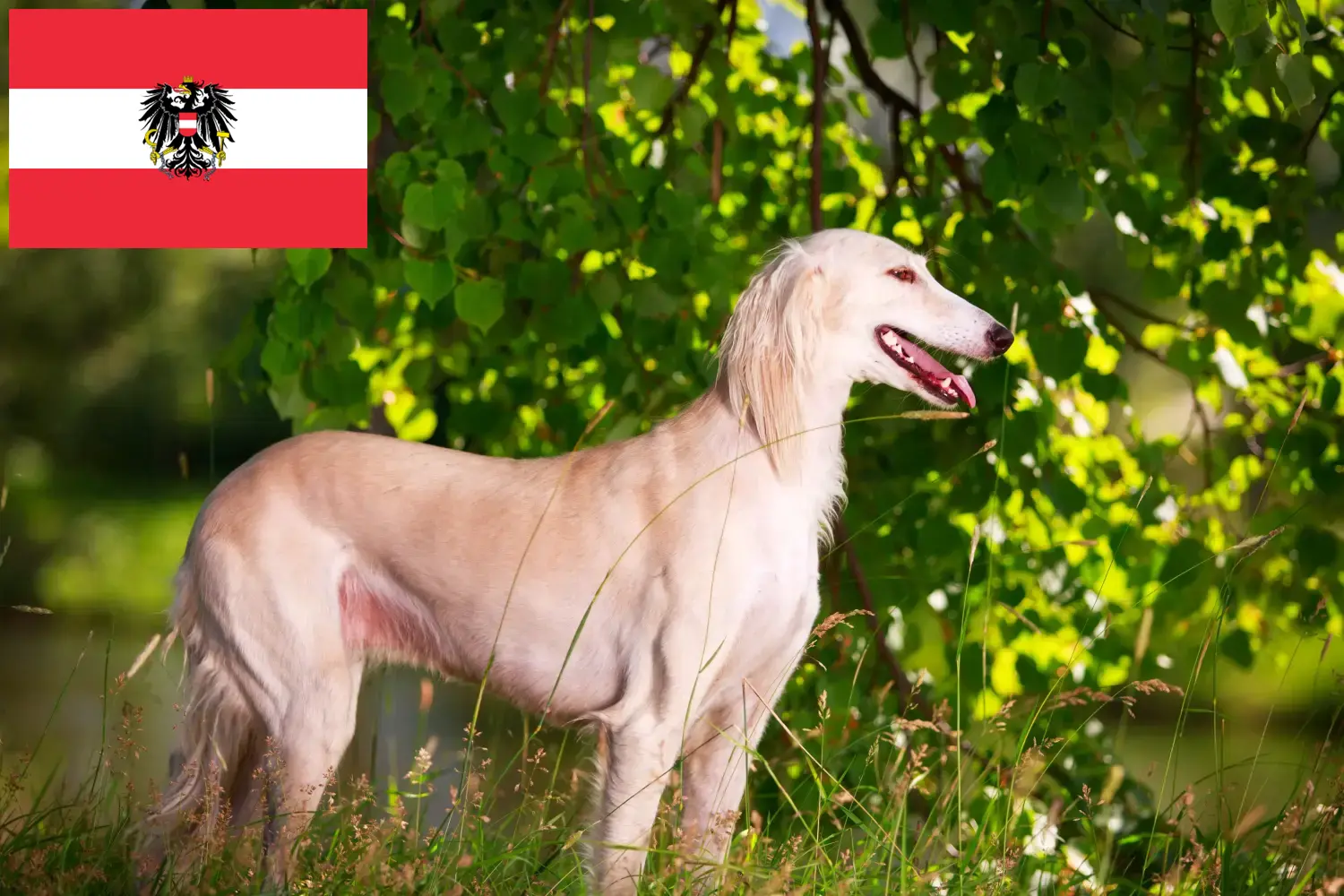 Saluki szczenięta i hodowcy Austria Tutaj znajdziesz hodowców rasy Saluki w Austria.