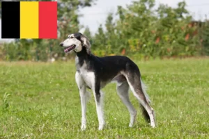 Read more about the article Hodowcy i szczenięta Saluki w Belgia