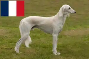 Read more about the article Hodowcy i szczenięta Saluki w Francja