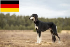 Read more about the article Hodowcy i szczenięta Saluki w Niemcy