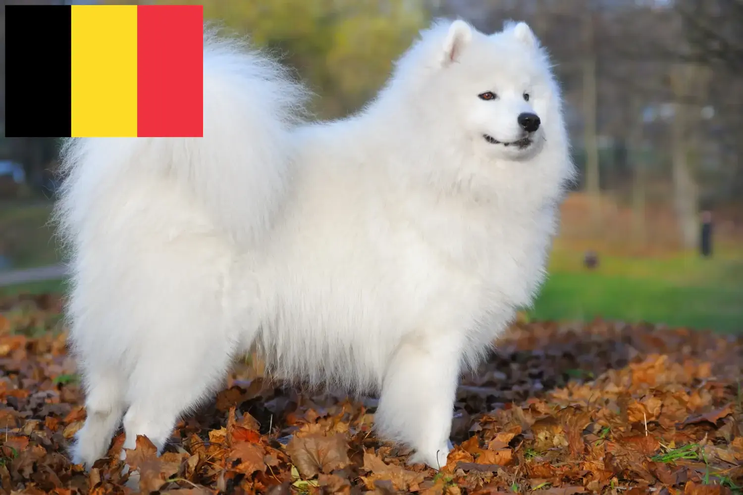 Samoyed szczenięta i hodowcy Belgia Tutaj znajdziesz hodowców rasy Samoyed w Belgia.