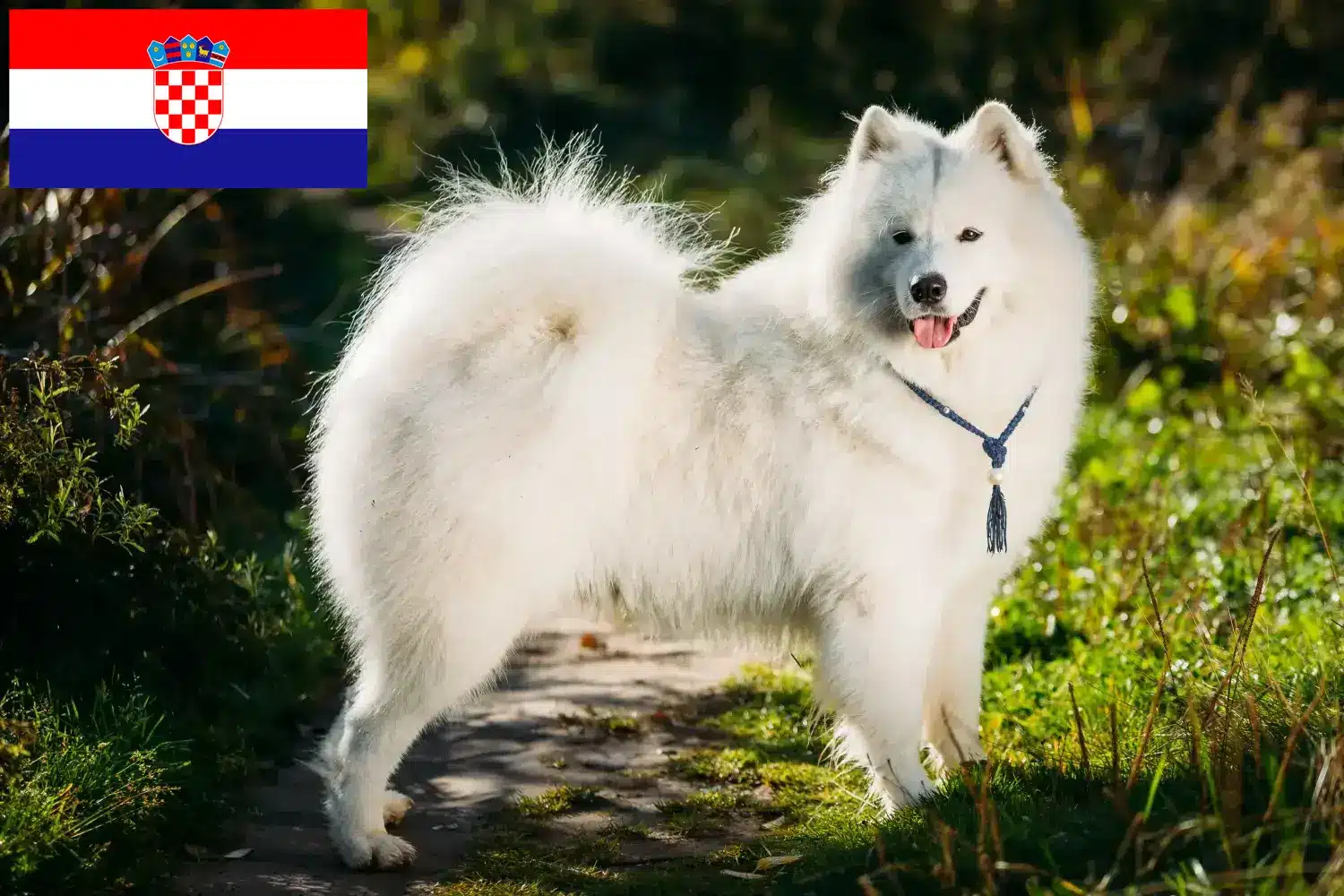 Samoyed szczenięta i hodowcy Chorwacja Tutaj znajdziesz hodowców rasy Samoyed w Chorwacja.