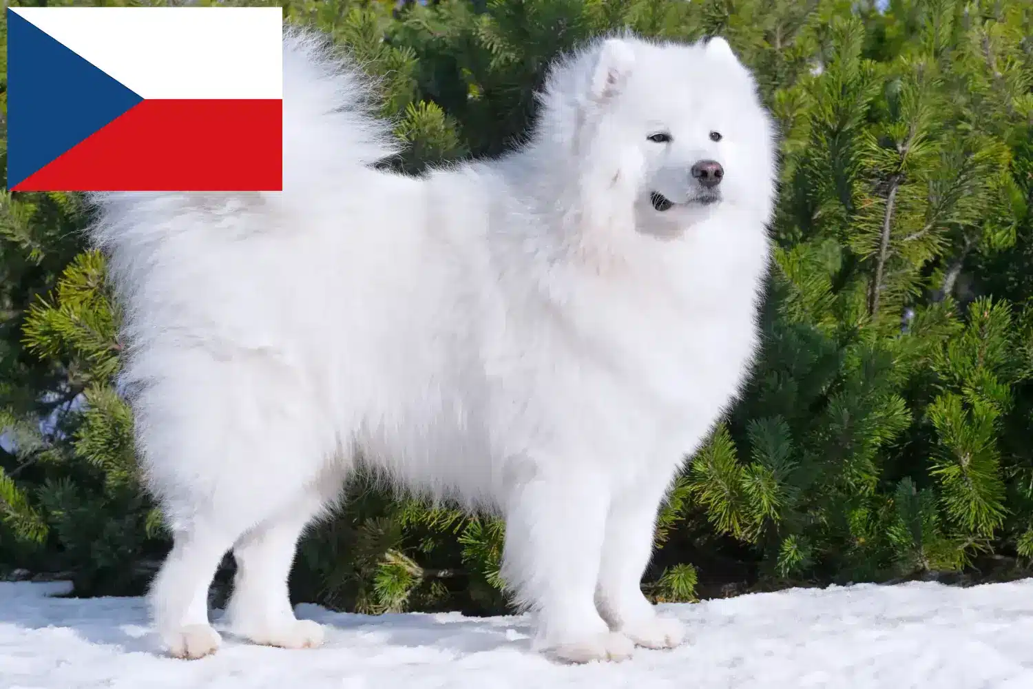 Samoyed szczenięta i hodowcy Republika Czeska Tutaj znajdziesz hodowców rasy Samoyed w Czechy.