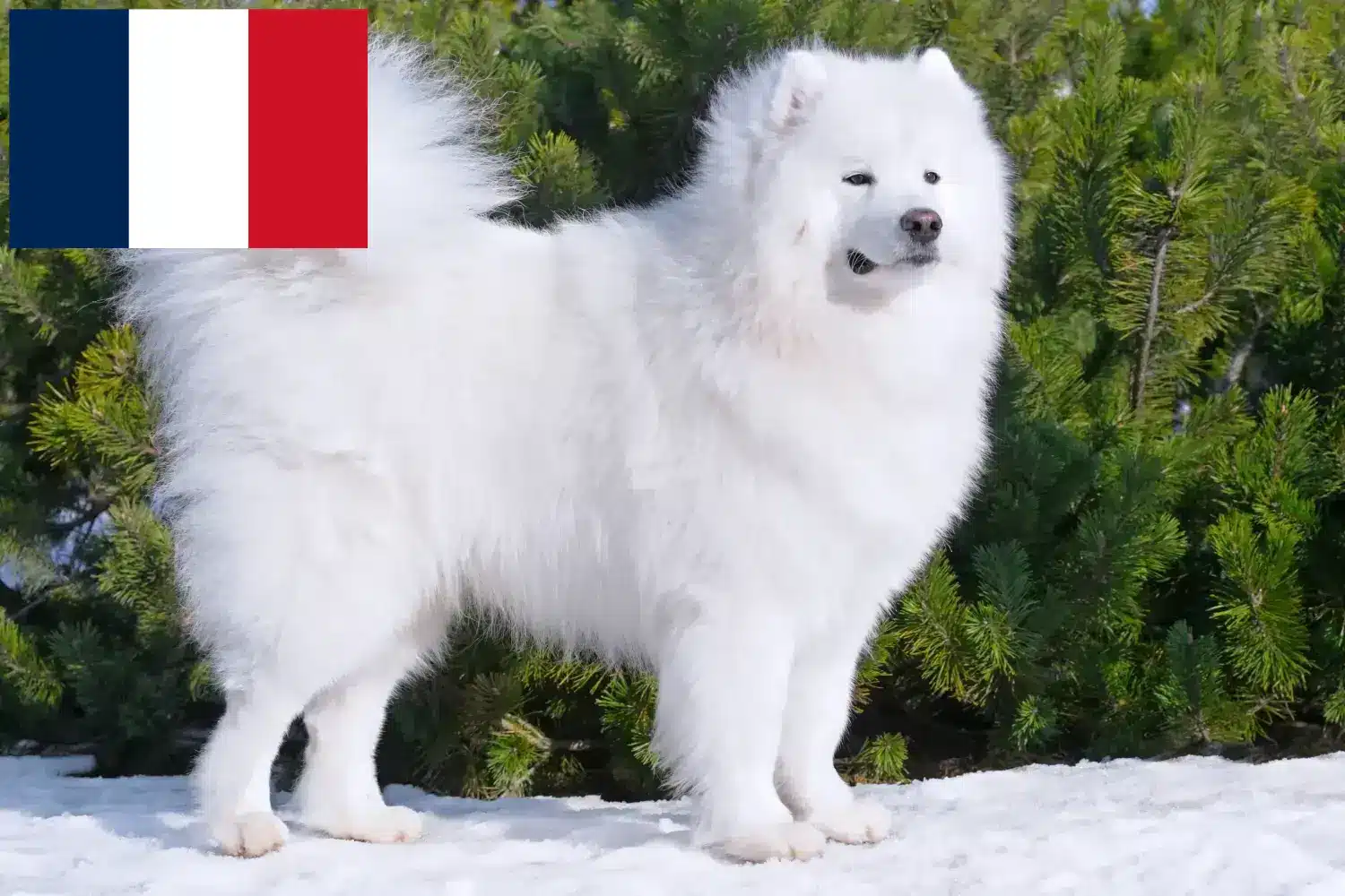 Samoyed szczenięta i hodowcy Francja Tutaj znajdziesz hodowców rasy Samoyed w Francja.