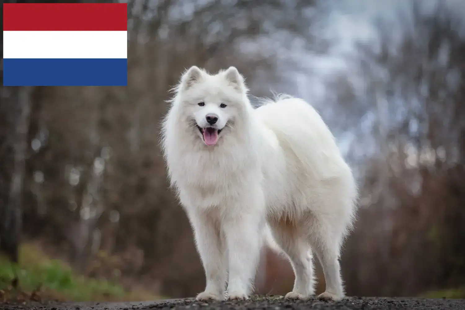 Samoyed szczenięta i hodowcy Holandia Tutaj znajdziesz hodowców rasy Samoyed w Holandia.
