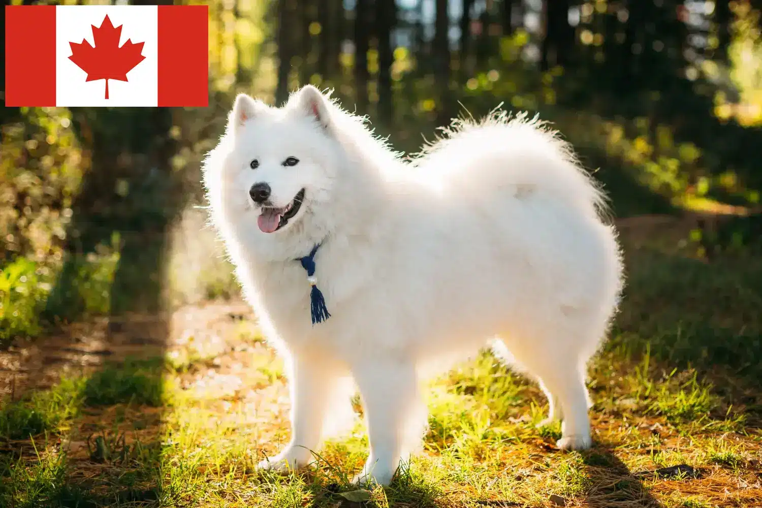 Samoyed szczenięta i hodowcy Kanada Znajdź hodowców rasy Samoyed w Kanada tutaj.