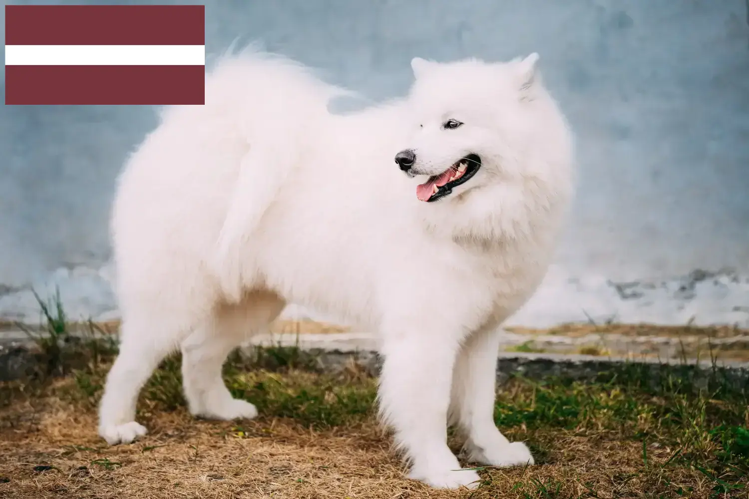 Samoyed szczenięta i hodowcy Łotwa Tutaj znajdziesz hodowców rasy Samoyed w Łotwa.