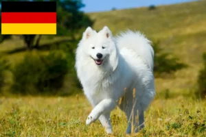 Read more about the article Hodowcy i szczenięta Samoyed w Niemcy