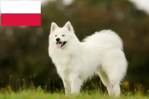 Read more about the article Hodowcy i szczenięta Samoyed w Polska