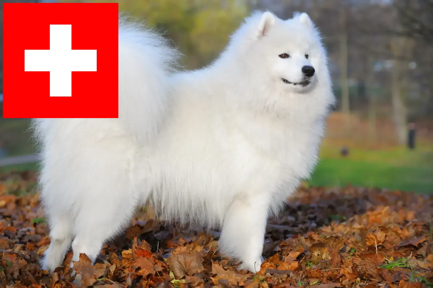 Samoyed szczenięta i hodowcy Szwajcaria Tutaj znajdziesz hodowców rasy Samoyed w Szwajcaria.