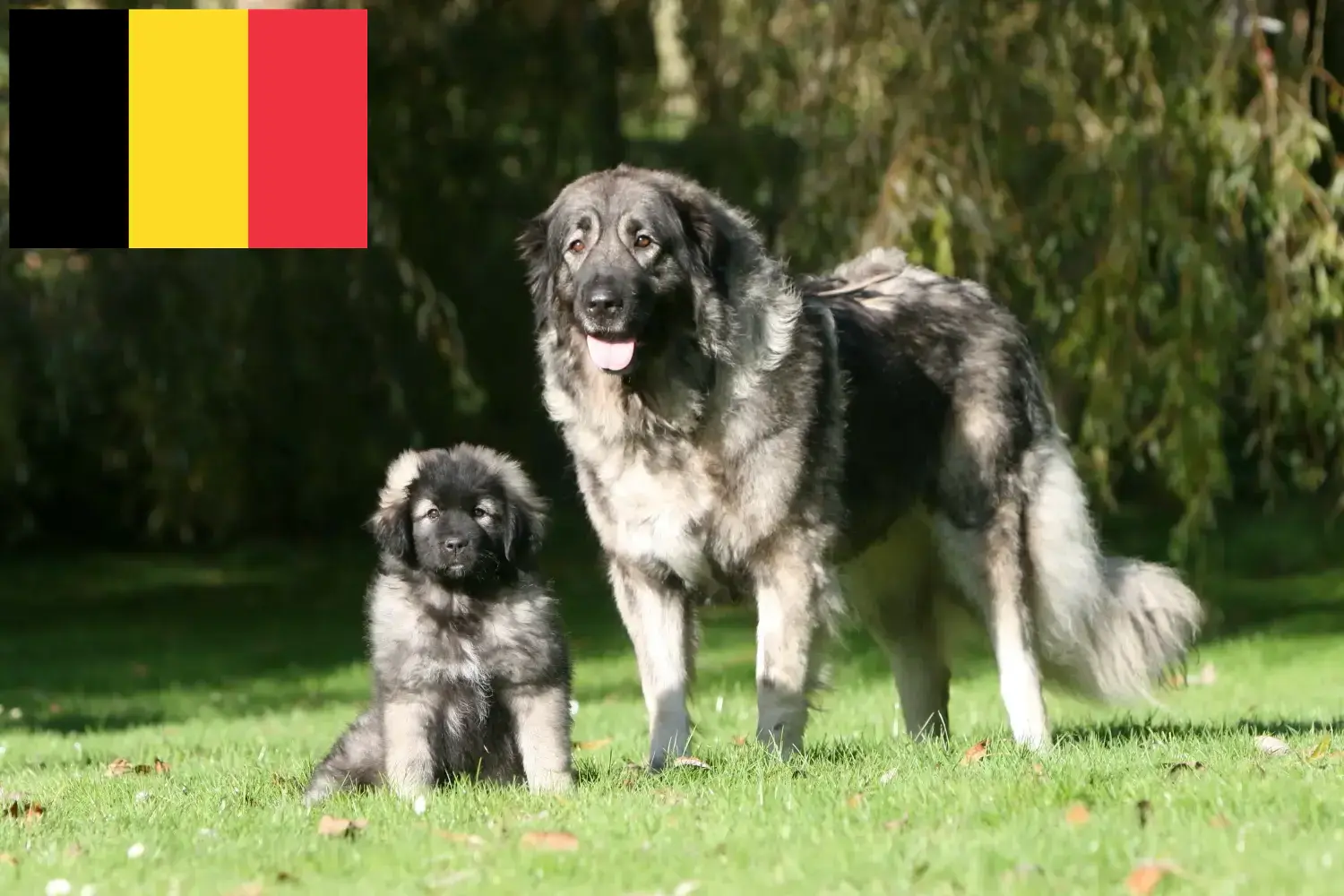 Šarplaninac szczenięta i hodowcy Belgia Znajdź hodowców Šarplaninac w Belgia tutaj.