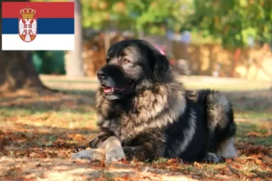 Read more about the article Šarplaninac hodowcy i szczenięta w Serbia