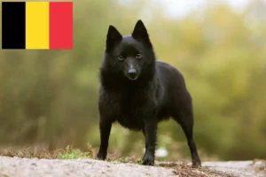 Read more about the article Hodowcy i szczenięta Schipperke w Belgia