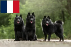 Read more about the article Hodowcy i szczenięta Schipperke w Francja