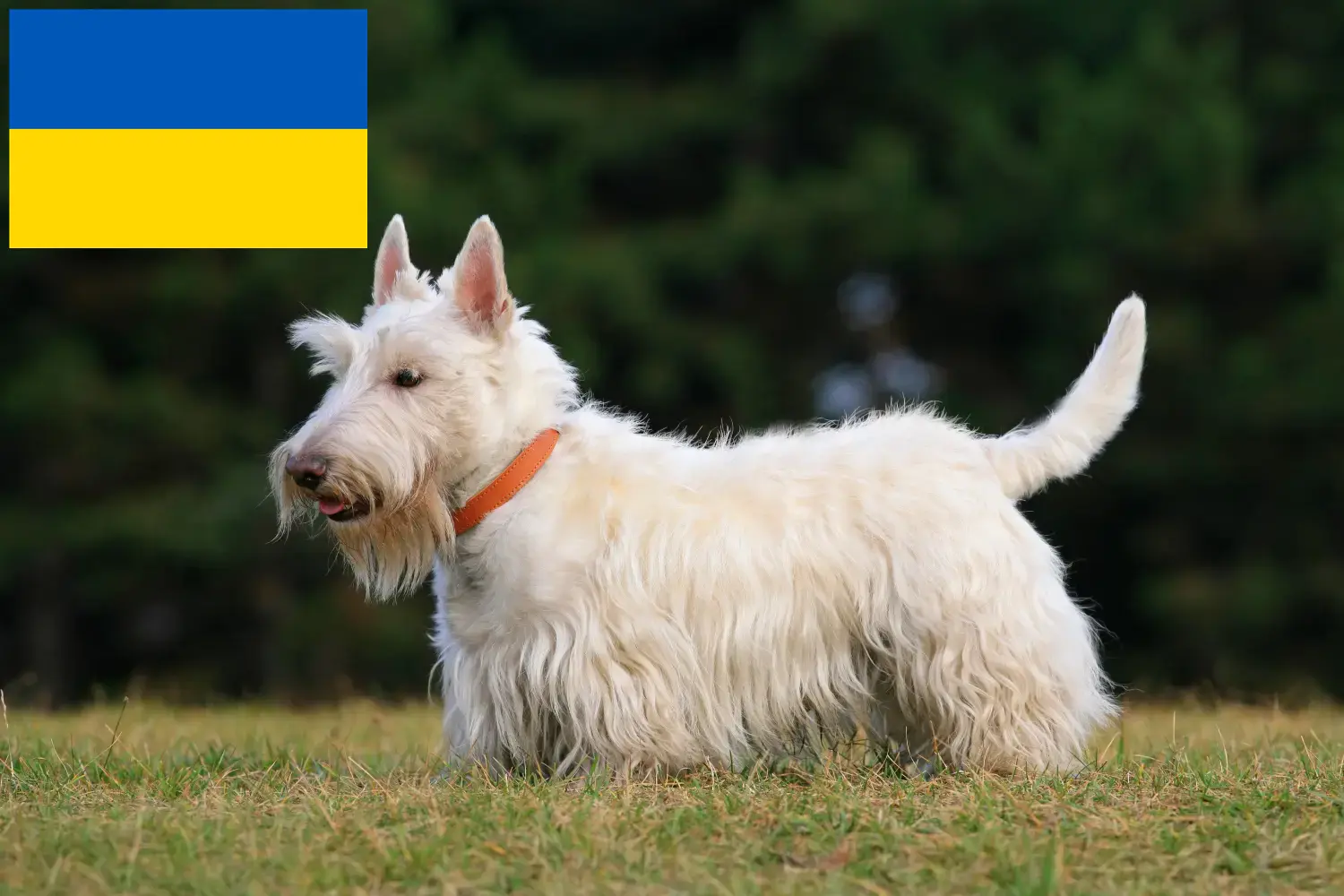 Terier szkocki szczenięta i hodowcy Ukraina Znajdź hodowców terierów szkockich w Ukraina tutaj.