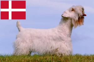 Read more about the article Sealyham terrier – hodowcy i szczenięta w Dania