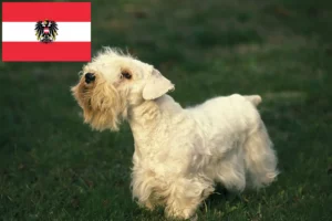 Read more about the article Hodowcy i szczenięta Sealyham terrier w Austria