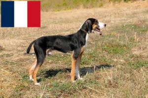 Read more about the article Segugio Maremmano hodowcy i szczenięta w Francja