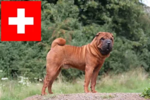 Read more about the article Hodowcy i szczenięta Shar-Pei w Szwajcaria
