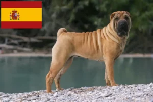 Read more about the article Hodowcy i szczenięta Shar-Pei w Hiszpania