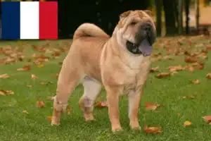 Read more about the article Hodowcy i szczenięta Shar-Pei w Francja