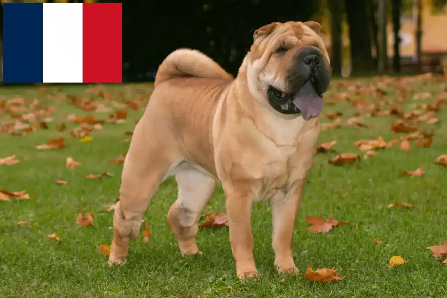 Shar-Pei szczenięta i hodowcy Francja Znajdź hodowców Shar-Pei w Francja tutaj.