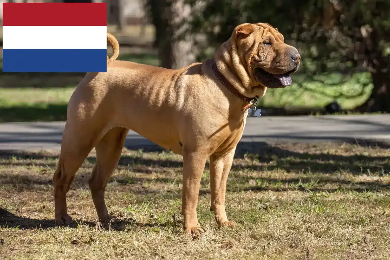 Read more about the article Hodowcy i szczenięta Shar-Pei w Holandia