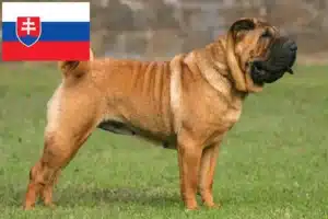 Read more about the article Hodowcy i szczenięta Shar-Pei w Słowacja