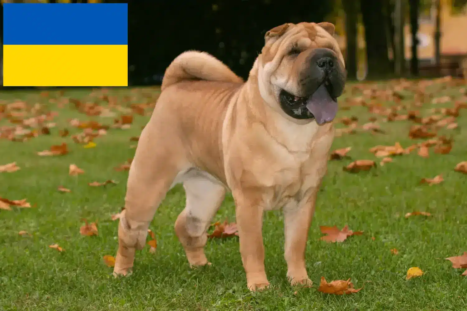 Shar-Pei szczenięta i hodowcy Ukraina Znajdź hodowców Shar-Pei w Ukraina tutaj.