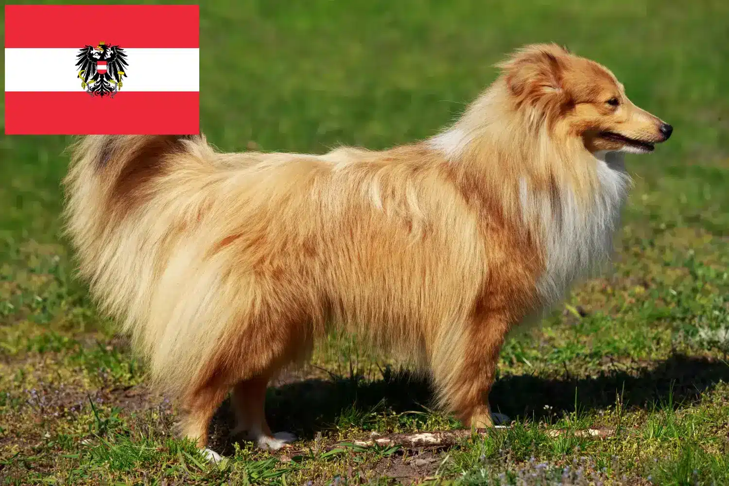 Szczeniaki Sheltie i hodowcy Austria Tutaj znajdziesz hodowców rasy Shelties w Austria.