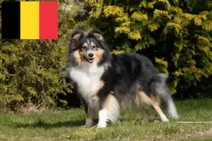 Read more about the article Hodowcy i szczenięta Sheltie w Belgia