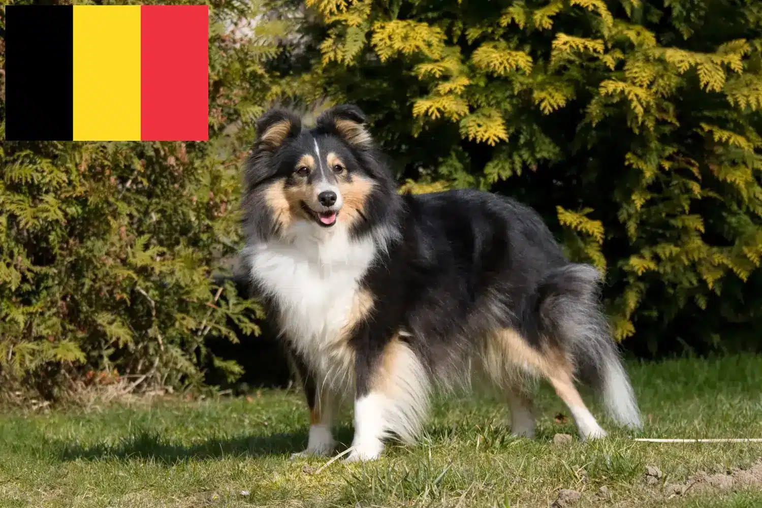 Sheltie szczenięta i hodowcy Belgia Znajdź hodowców Shelties w Belgia tutaj.