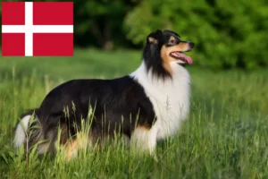 Read more about the article Hodowcy i szczenięta Sheltie w Dania