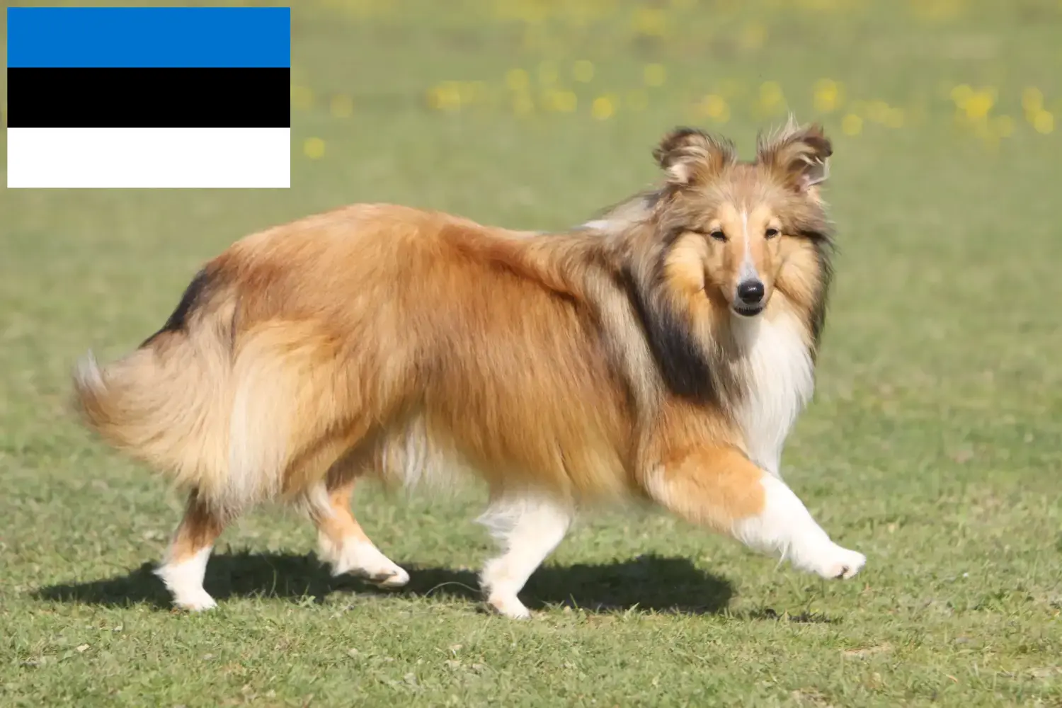Sheltie szczenięta i hodowcy Estonia Znajdź tutaj hodowców rasy Shelties w Estonia.