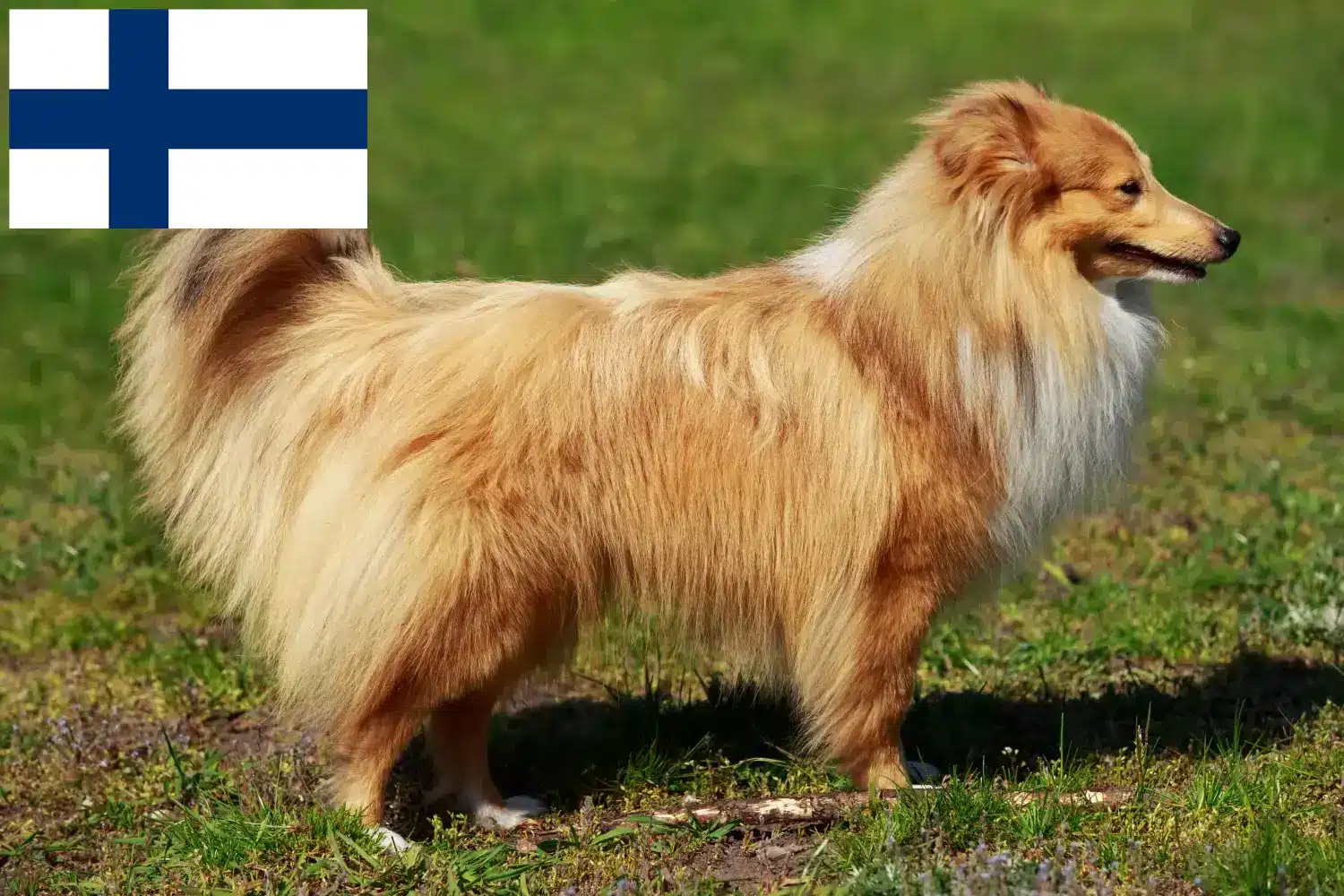 Szczeniaki Sheltie i hodowcy Finlandia Znajdź tutaj hodowców rasy Shelties w Finlandia.