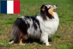 Read more about the article Hodowcy i szczenięta Sheltie w Francja