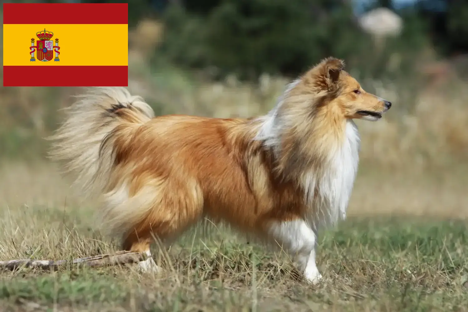 Szczeniaki i hodowcy Sheltie Hiszpania Znajdź hodowców sheltie w Hiszpania tutaj.