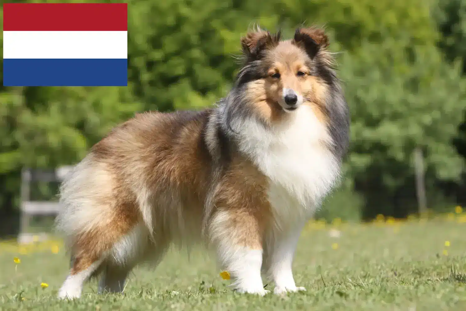 Szczeniaki Sheltie i hodowcy Holandia Tutaj znajdziesz hodowców rasy Shelties w Holandia.