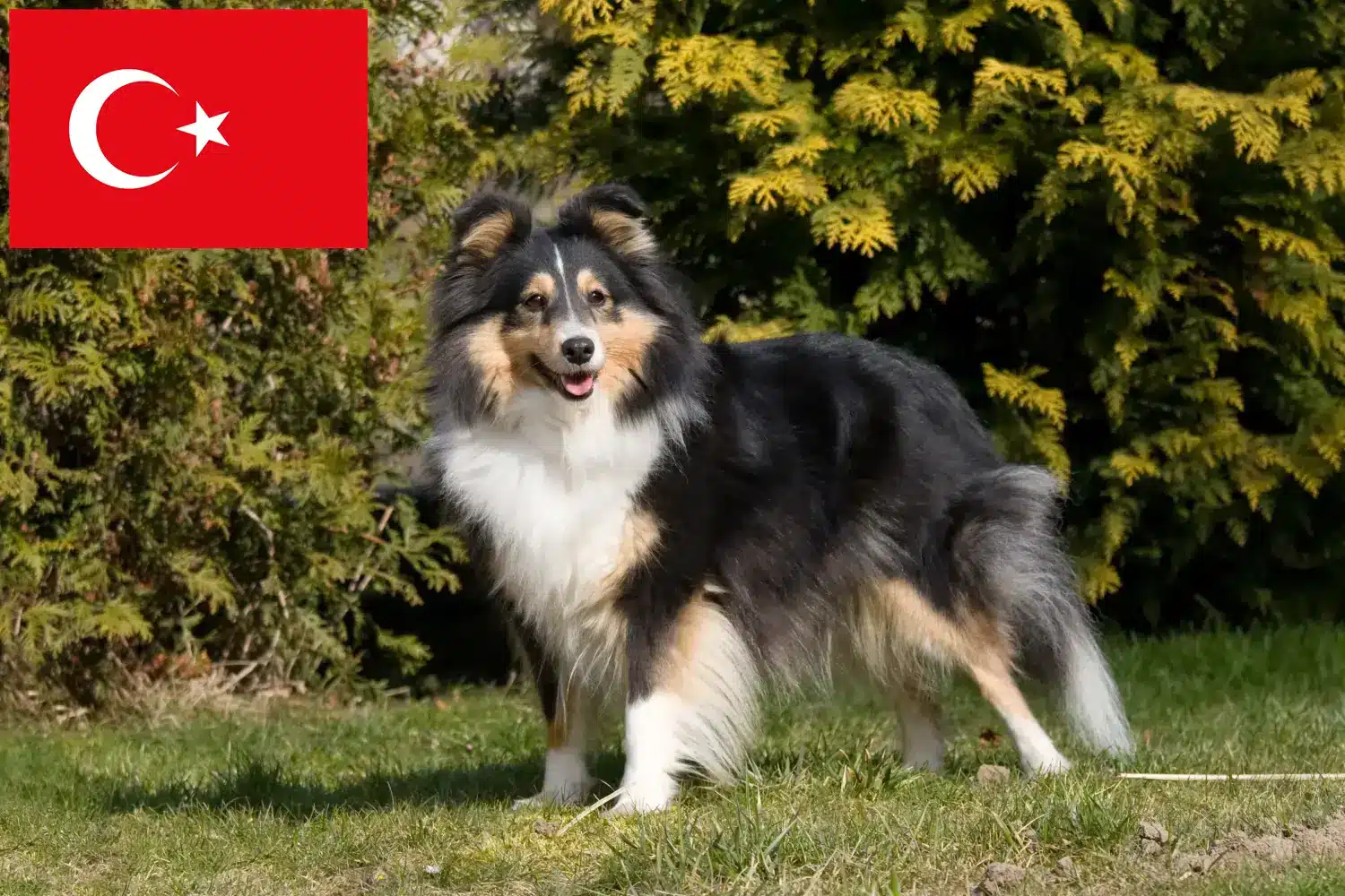 Szczeniaki Sheltie i hodowcy Turcja Tutaj możesz znaleźć hodowców Shelties w Turcja.