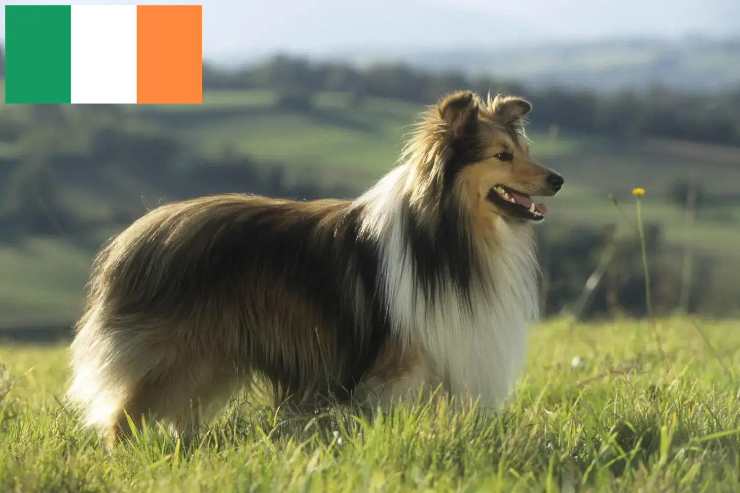 Sheltie szczenięta i hodowcy Irlandia Znajdź hodowców Shelties w Irlandia tutaj.
