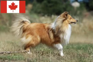 Read more about the article Hodowcy i szczenięta Sheltie w Kanada
