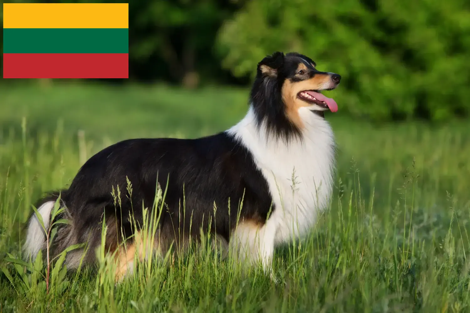 Sheltie szczenięta i hodowcy Litwa Tutaj można znaleźć hodowców Shelties w Litwa.