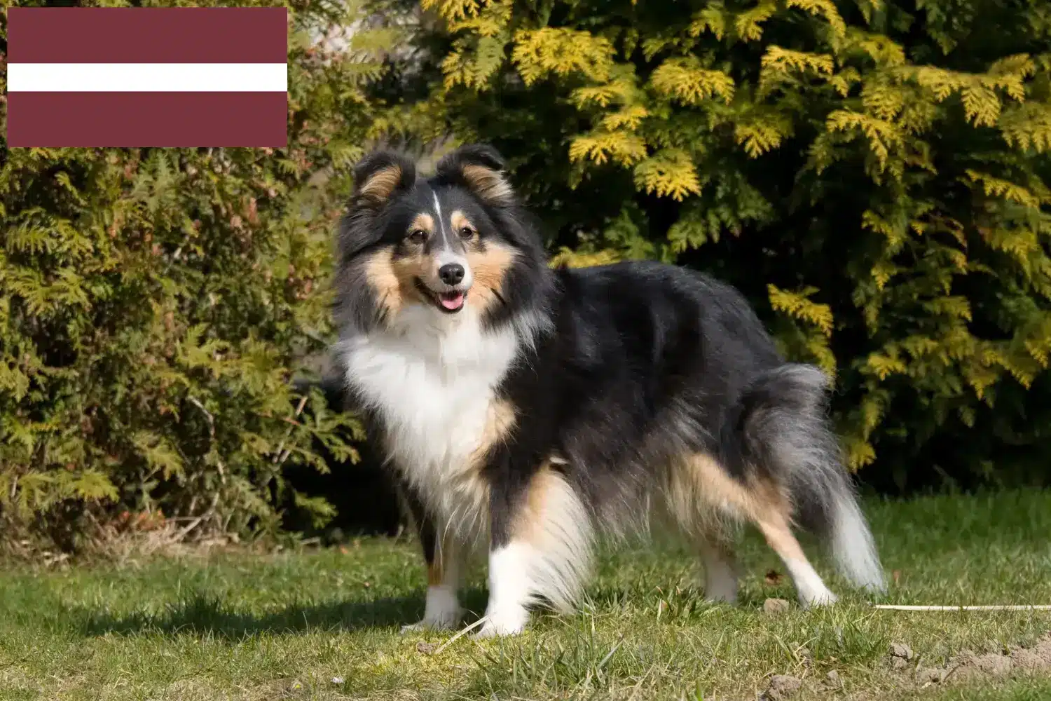 Sheltie szczenięta i hodowcy Łotwa Znajdź hodowców Shelties w Łotwa tutaj.
