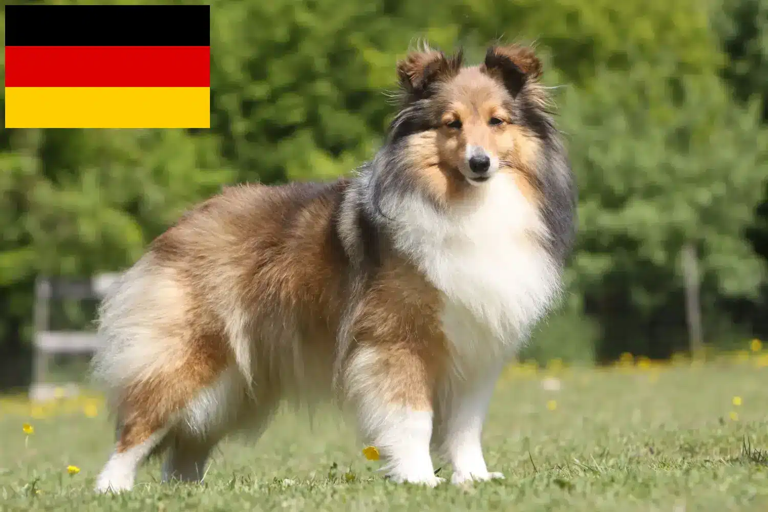 Sheltie szczenięta i hodowcy Niemcy Tutaj znajdziesz hodowców rasy Shelties w Niemcy.
