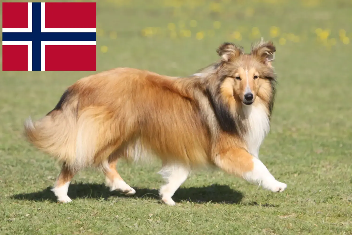 Szczeniaki Sheltie i hodowcy Norwegia Tutaj znajdziesz hodowców rasy Shelties w Norwegia.